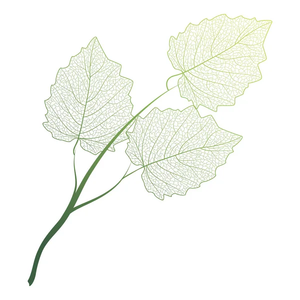 Green Leaves Oak Tree Branch Isolated White Background — Stock Vector