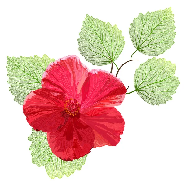 Punainen Hibiscus Kukka Eristetty Valkoisella Taustalla — vektorikuva