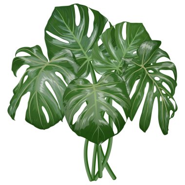 Beyaz arka planda yeşil canavar yaprakları