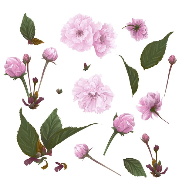 Set Pink Flowers Leaves Isolated White Background Vector Illustration — Image vectorielle