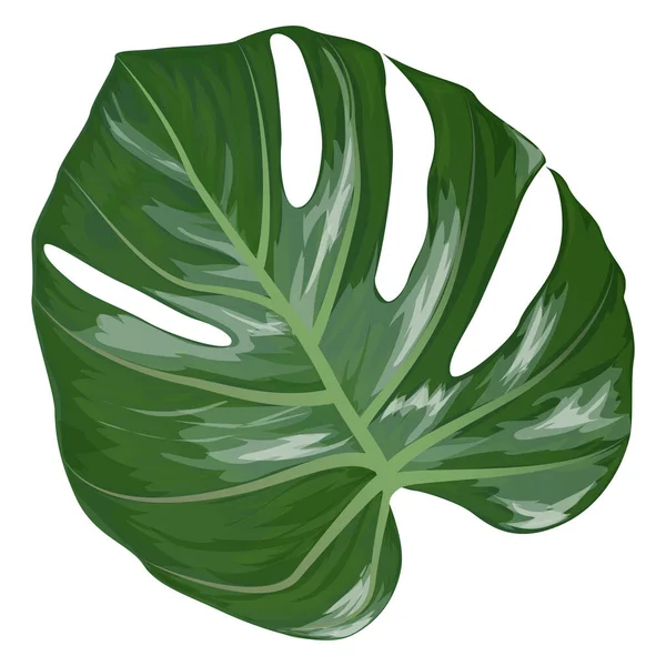 Tropik Yapraklar Izole Edilmiş Ikon Vektör Illüstrasyon Tasarımı — Stok Vektör