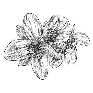 Güzel bir zambak çiçeğinin vektör çizimi