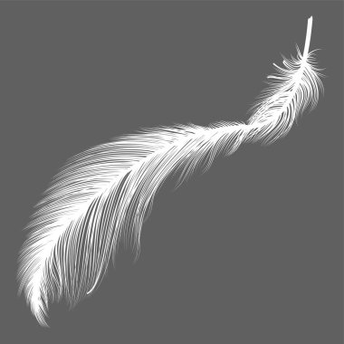Tüy ikonu. siyah ve beyaz resimleme.