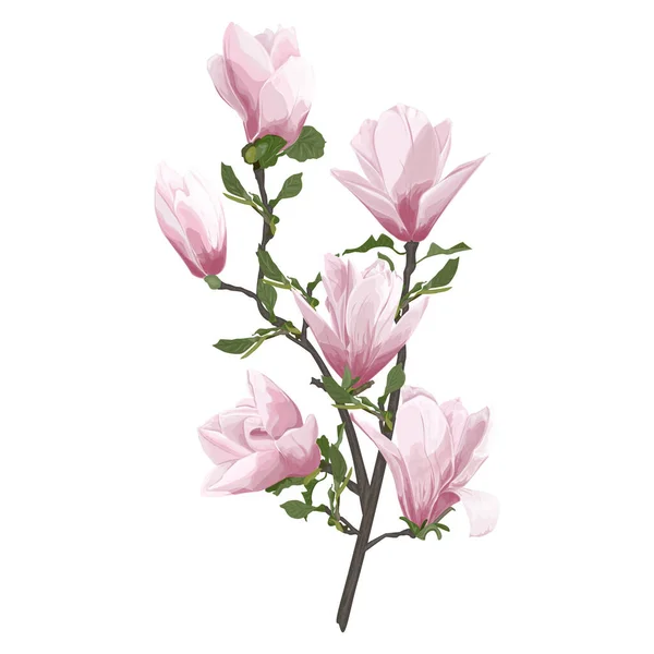 Fiore Peonia Rosa Isolato Sfondo Bianco — Vettoriale Stock