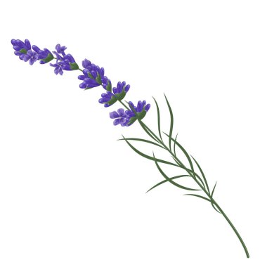 watercolor illustration of lavender flowers isolated on white background