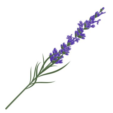 Beyaz arkaplanda lavanta çiçekleri izole.