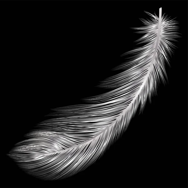 Feather Black Background — Stock Vector