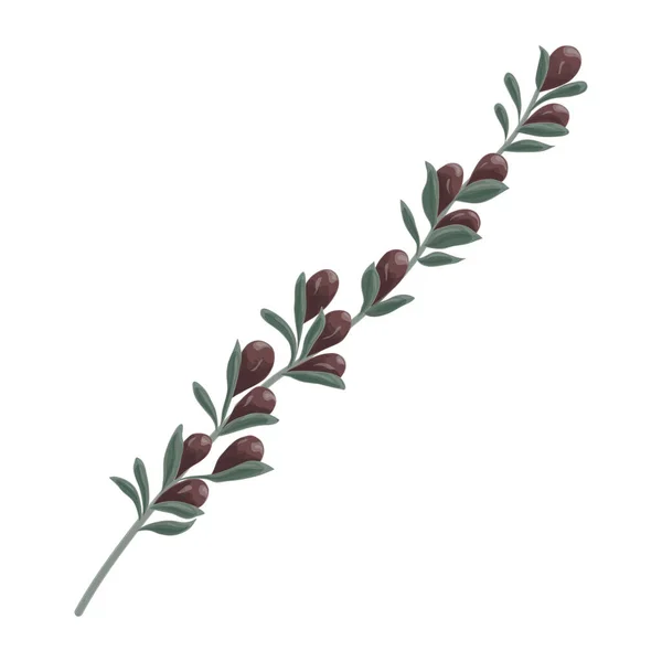 Aquarell Illustration Eines Zweiges Einer Pflanze — Stockvektor