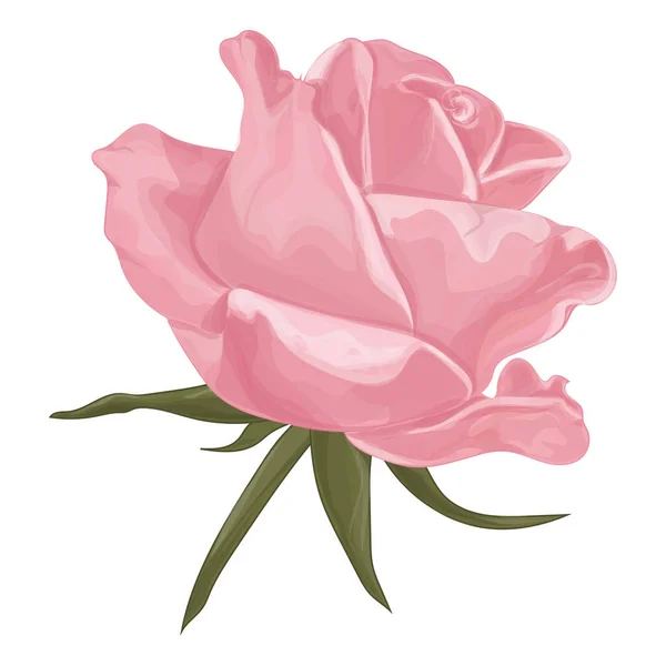 Vektor Illusztráció Egy Gyönyörű Rózsaszín Rózsa — Stock Vector