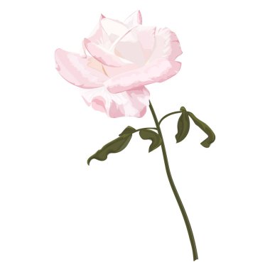 Beyaz arka planda izole edilmiş güzel şakayık çiçeği