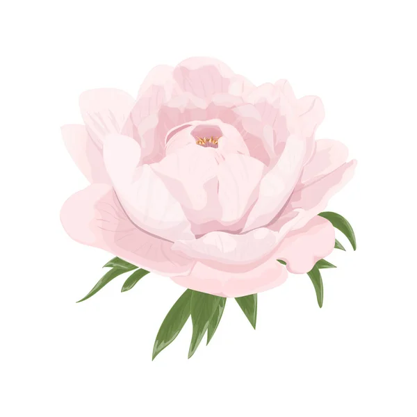 Красива Квітка Півонії Листям Акварельна Ілюстрація — стоковий вектор