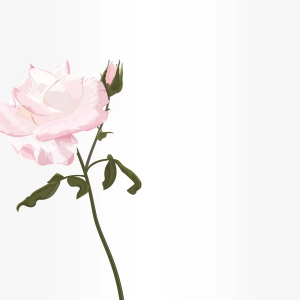 白色背景上美丽的粉红玫瑰 — 图库矢量图片