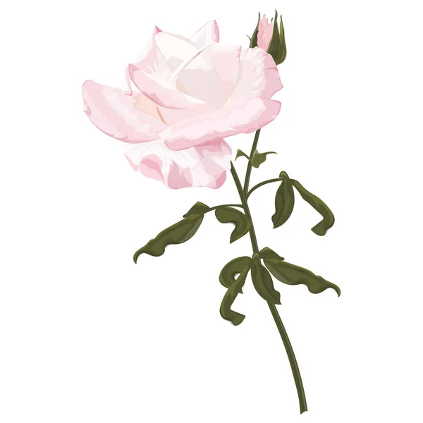 粉红牡丹花 白色背景隔离 — 图库矢量图片