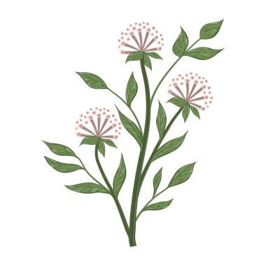 Güzel bir botanik arkaplanının vektör çizimi