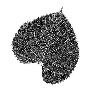 bir ağaç dalı vektör çizim