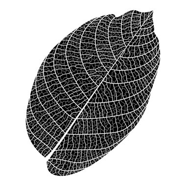 bir yaprak deseninin siyah ve beyaz vektör çizimi