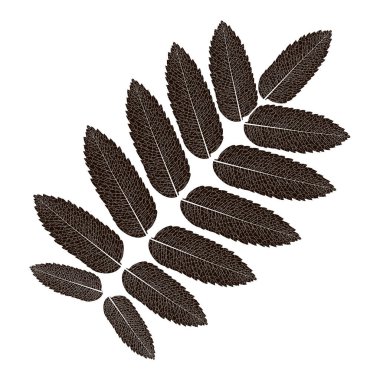 bir bitkinin yaprağının siyah-beyaz çizimi