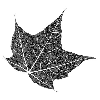 Beyaz arkaplanda izole edilmiş sonbahar yaprağının vektör çizimi