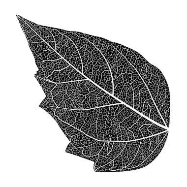 Yaprak deseninin vektör illüstrasyonu