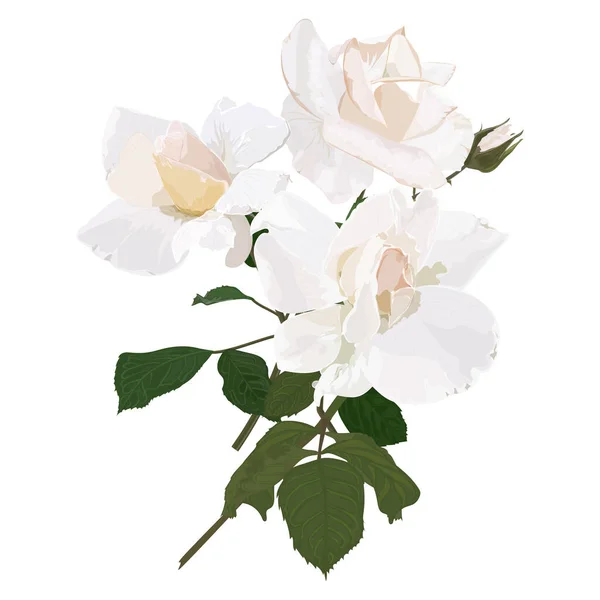 Bela Flor Peônia Isolada Fundo Branco — Vetor de Stock