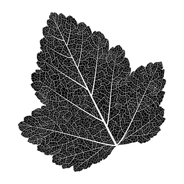 Vector Illustration Leaf Tree — Stock vektor