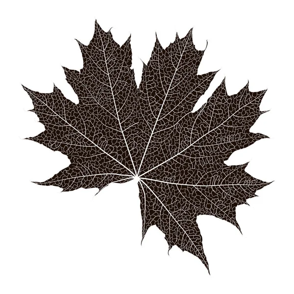 Maple Leaf Isolated White Background — Stock Vector
