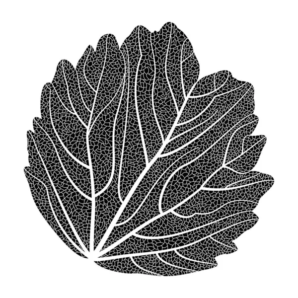 Black White Vector Hand Drawn Doodle Sketch Leaves —  Vetores de Stock