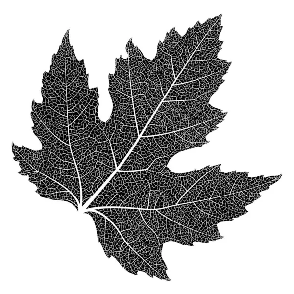 Vector Illustration Leaf Oak — Stockvector