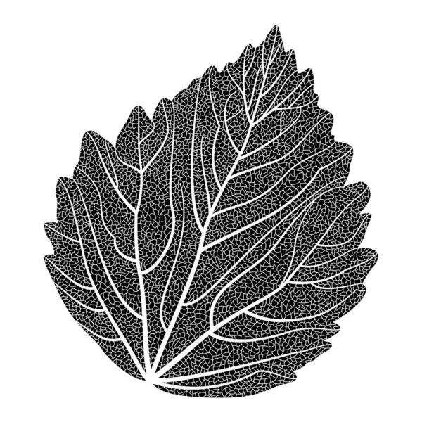 Vector Illustration Black White Engraved Leaves — стоковый вектор