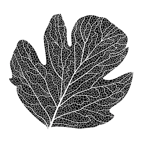 Vector Illustration Black White Hand Drawn Doodle Leaf —  Vetores de Stock