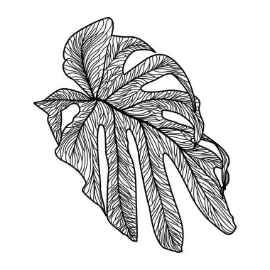 black and white hand drawn doodle sketch of a leaf. vector illustration.