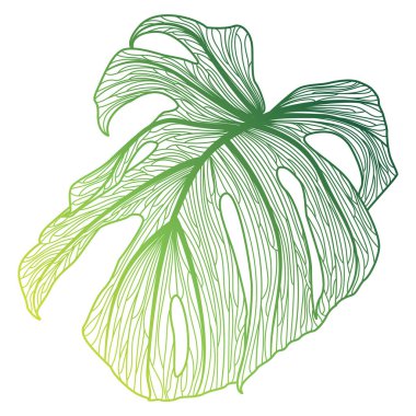 green leaves of palm tree. hand drawn vector illustration.
