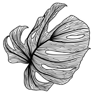 bir tropikal yaprağın siyah ve beyaz vektör çizimi.