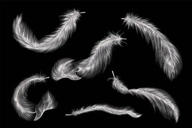 Tüy siyah arkaplanda izole edildi