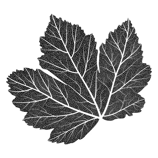 Vector Illustration Leaf Oak — Stockvector