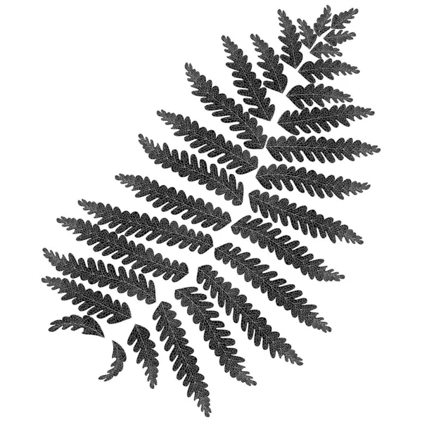 17,052,977 Silver fern Vector Images | Depositphotos