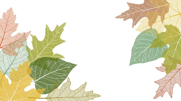 Herfst Bladeren Geïsoleerd Witte Achtergrond — Stockvector