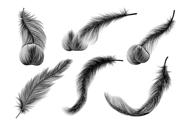 Feather Feathers Isolated White Background — ストックベクタ