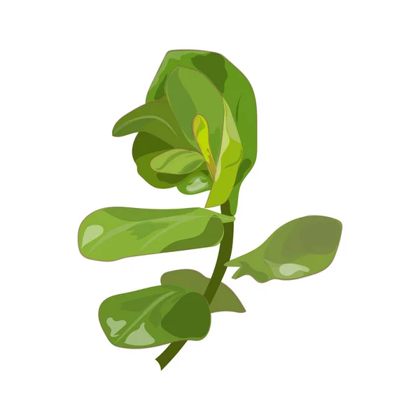 Green Leaves Plant Leafs Vector Illustration Design — Vetor de Stock