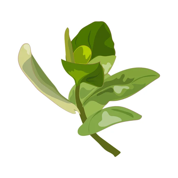 Vector Illustration Fresh Plant — 스톡 벡터