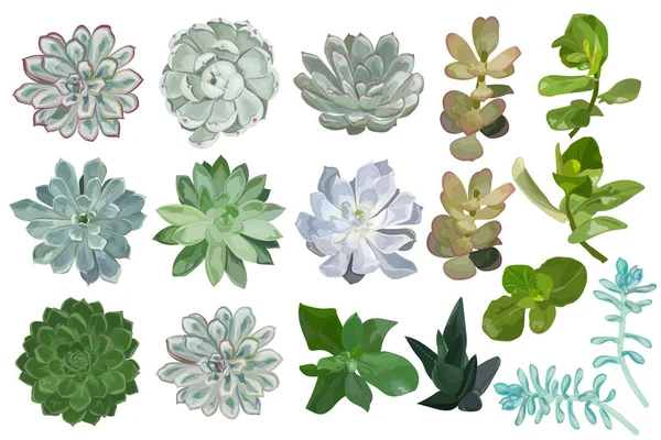 Set Succulents Isolated White Background — 스톡 벡터