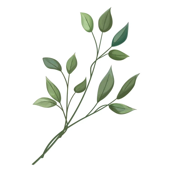 Branch Green Leaves Eucalyptus Tree Vector Illustration — Vettoriale Stock