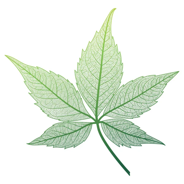 Hoja Verde Aislada Sobre Fondo Blanco — Vector de stock