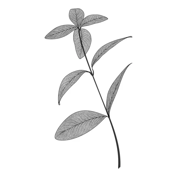 Illustration Vectorielle Branche Végétale — Image vectorielle