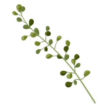 yeşil yaprakları beyaz zemin üzerine izole dalı. vektör çizim