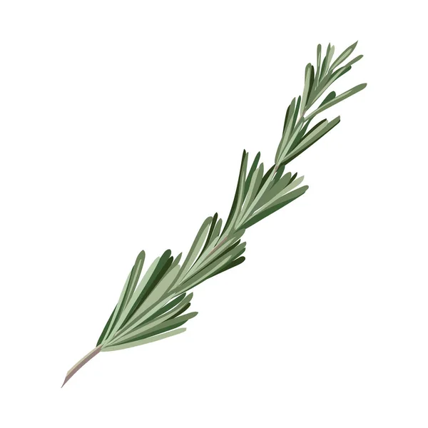 Rosemary Isolerad Vit Bakgrund — Stock vektor