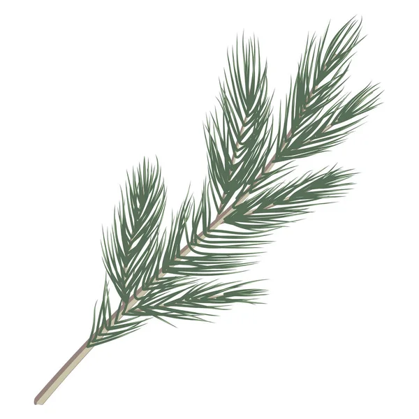 Pine Branch Isolated White Background — Stock Vector