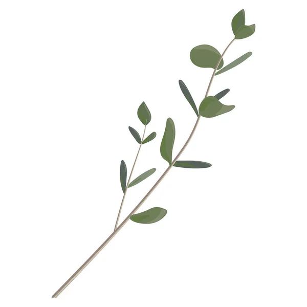 Eukaliptusz Fehér Alapon Elszigetelt Ága — Stock Vector