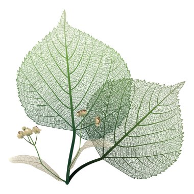 Beyaz arkaplanda yeşil yaprak izole edildi