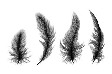 Beyaz arkaplanda tüy izole edildi